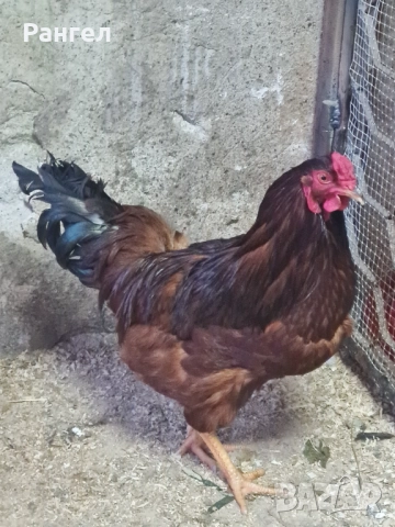 Свободни Петли , снимка 3 - Кокошки и пуйки - 52966253