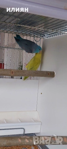 Врабчови папагали