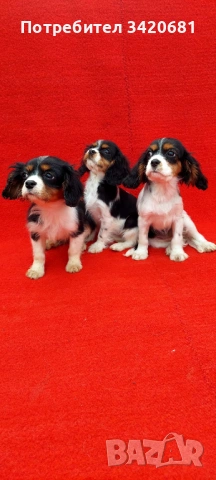 Кавалер кинг чарлз шпаньол , снимка 6 - Кавалер кинг чарлз шпаньол - 53398733