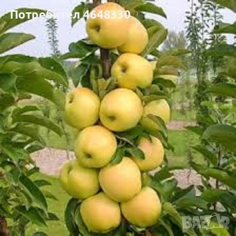 Домашен ябълков оцет