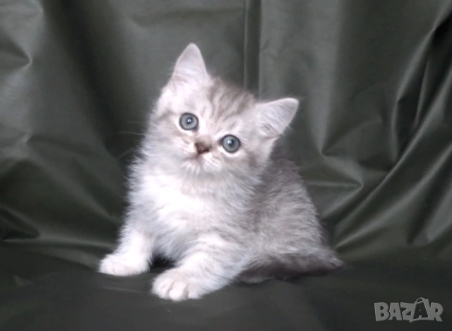 Британски късокосмести котета, снимка 3 - Британска късокосместа - 52373949