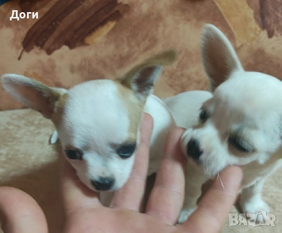 Продавам чихуахуа , снимка 4 - Чихуахуа - 51640490
