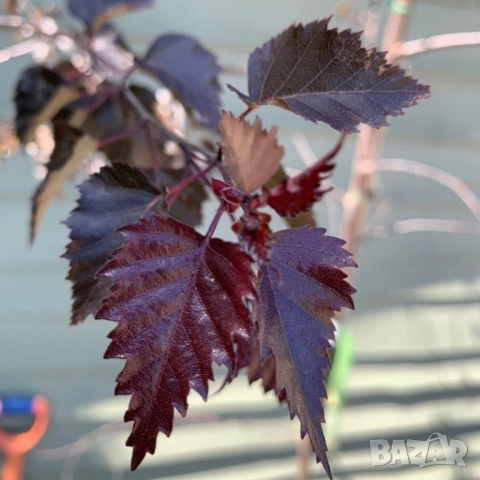 Червенолистна бреза в саксия , снимка 2 - Градински цветя и растения - 51862877