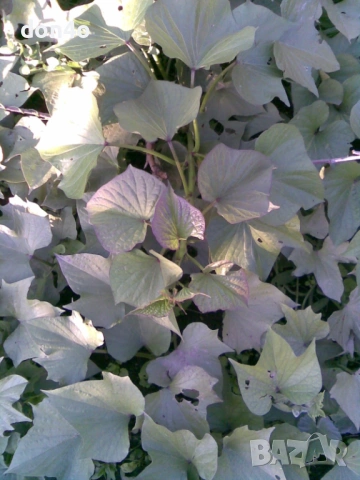    разсад     батати  сладки  картофи , снимка 5 - Домашни продукти - 51790500