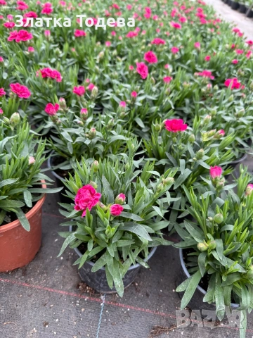 Цветя за 8 март, снимка 4 - Градински цветя и растения - 53336246