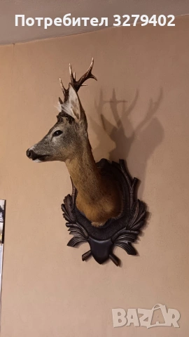 Препарирани Сръндаци 2 броя, снимка 5 - Други - 53132037