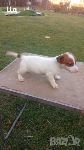 Джак ръсел териер , снимка 2 - Джак ръсел териер - 53529762