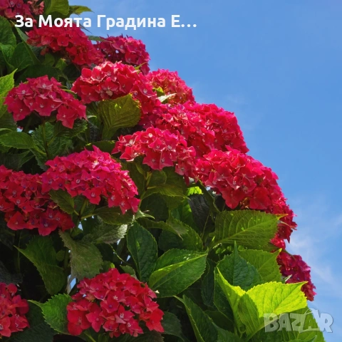 Хортензия макрофила, снимка 3 - Градински цветя и растения - 54032654