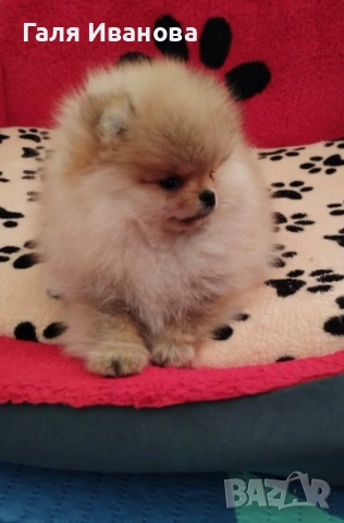 Миниатюрен женски померан, снимка 2 - Померан - 53451407