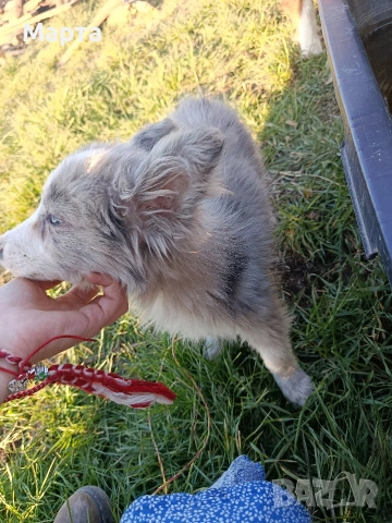 кученце бордър коли, снимка 2 - Бордър коли - 53749282