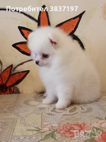 2 момичета и 2 момчета , снимка 9 - Померан - 53721791