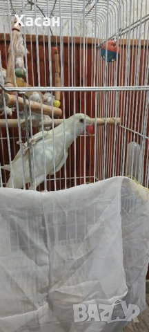 Малък алексадър, снимка 4 - Папагали - 52788961