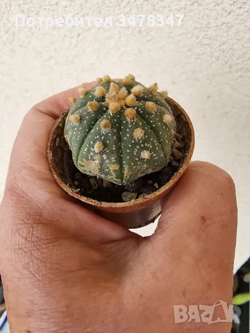 Астрофитуми по 12 лв, снимка 3 - Стайни растения - 50418412