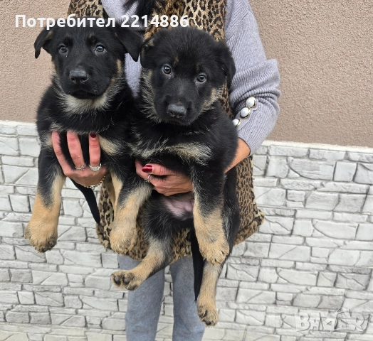 Немска овчарка работен тип, снимка 3 - Немска овчарка - 52970117