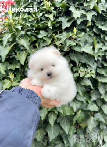 Померан мини момиче. Померанче