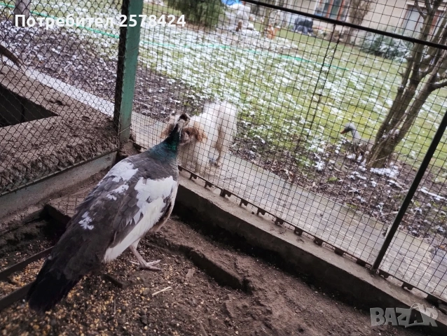 Продавам работеща паунка на 4г при интерес на ЛС или 0879166611 гр Кнежа , снимка 3 - други­ - 53429178