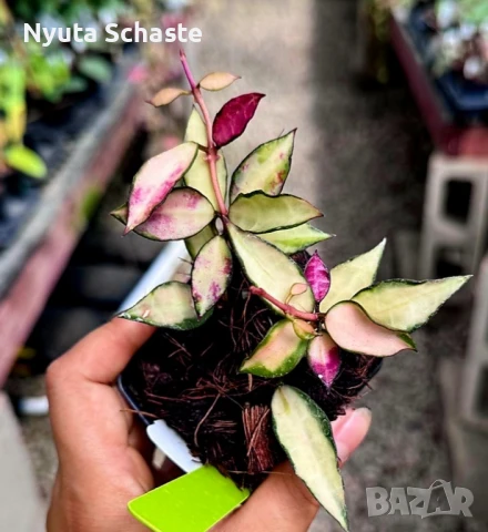 Хоя  Hoya Lacunosa 'Souma', снимка 1