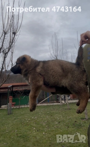 Чистокръвни Немски Овчарки, снимка 10 - Немска овчарка - 53542207