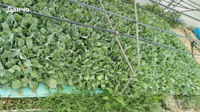 Приемам поръчки за разсад 2026г , снимка 8 - Разсади - 53216709