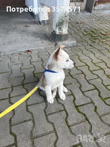 Малко кученце, снимка 6 - Други - 52805848