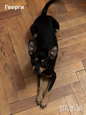 Продавам пинчер чихуахуа, снимка 2 - Пинчер - 52595802