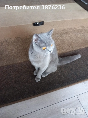 Здравей те продава се британка късокосместа, снимка 3 - Британска късокосместа - 52419570