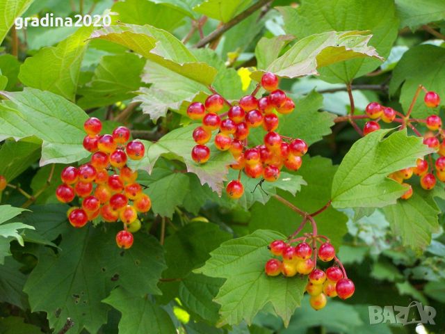 Червена калина (viburnum opulus), снимка 4 - Градински цветя и растения - 27628413