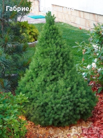 Коника , снимка 2 - Градински цветя и растения - 52371469