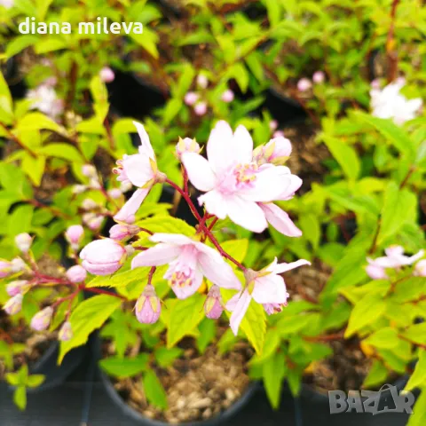 Дойция, Deutzia hybrida 'Mont Rose', снимка 4 - Градински цветя и растения - 42798741