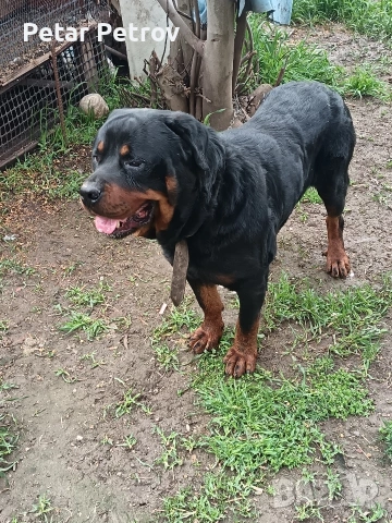 Ротвайлер мъжки , снимка 6 - Ротвайлер - 54082927