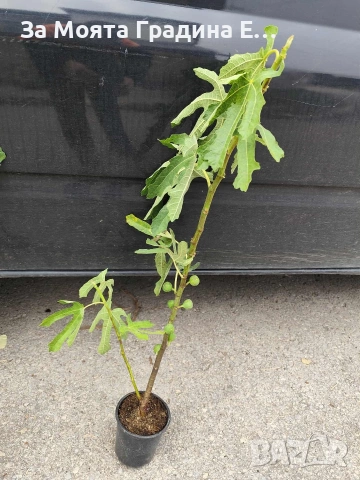 Смокиня - няколко сорта в обявата , снимка 6 - Градински цветя и растения - 53618952