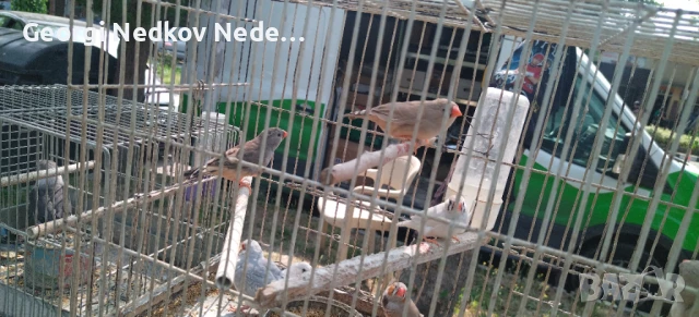 Продавам зеброви амадини, снимка 1