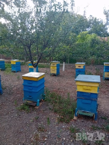 пчелни семейства, снимка 2 - За пчели - 54271023