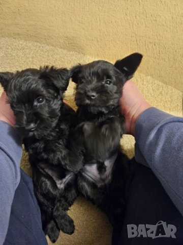  Мъжки мини шнауцер, снимка 13 - Други - 44351208