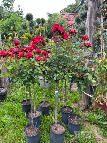Щамбова роза - роза дръвче, снимка 1 - Градински цветя и растения - 45825575