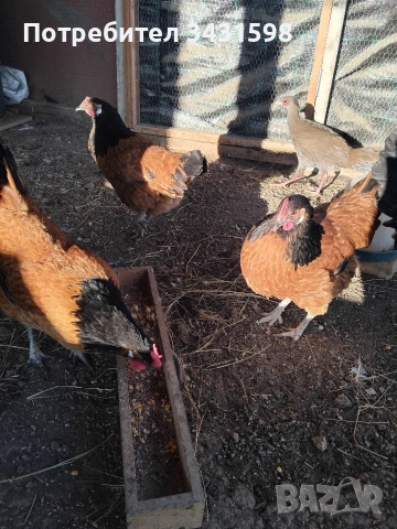 яйца за лупене , снимка 2 - Кокошки и пуйки - 53938578