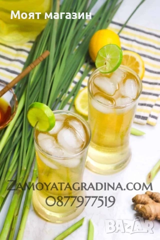 Лимонена трева за чай, настинка и т.н., снимка 10 - Градински цветя и растения - 53650574