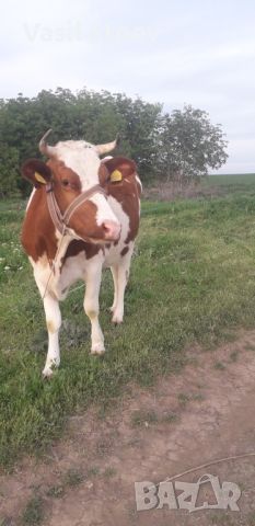 Крава Холщайн заплодена с 2 -ро теле