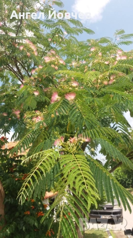 Албиция - фиданки, снимка 3 - Разсади - 53849029