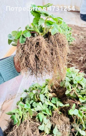 Разсад ягоди , снимка 4 - Разсади - 53403802