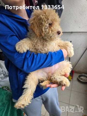 Лагото Романьоло