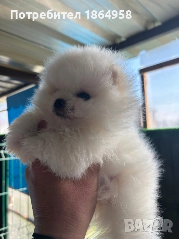 Бебета ПОМЕРАН Доставка, снимка 3 - Померан - 53765257