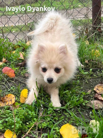 Померанче за всеки, снимка 3 - Померан - 52395525