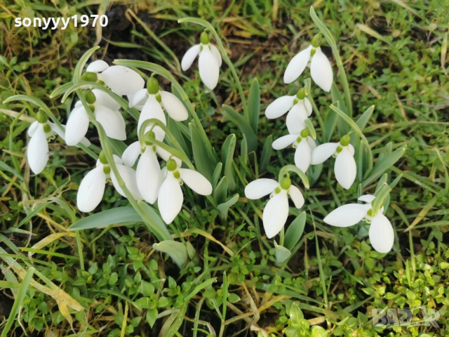 LOT КОКИЧЕТА ЗА МОМИЧЕТА 0902261847, снимка 6 - Градински цветя и растения - 53417887