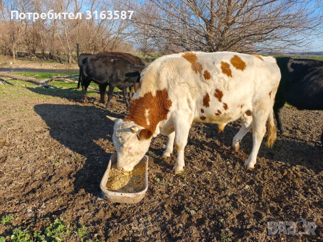 Телета 400-500кг