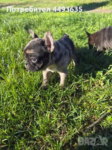 Френски булдог, снимка 5 - Френски булдог - 52665830