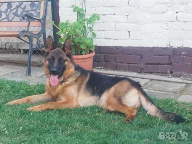 Търся немска овчарка , снимка 3 - Немска овчарка - 54282314
