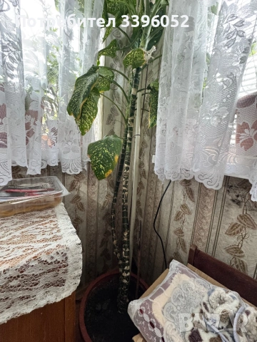 Декоративно растение - Дифенбахия, снимка 3 - Стайни растения - 54014202