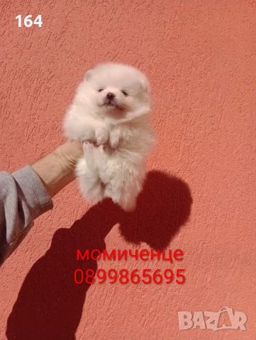 Бели Померани. Реални снимки от 29.12.25 г. , снимка 7 - Померан - 52908974