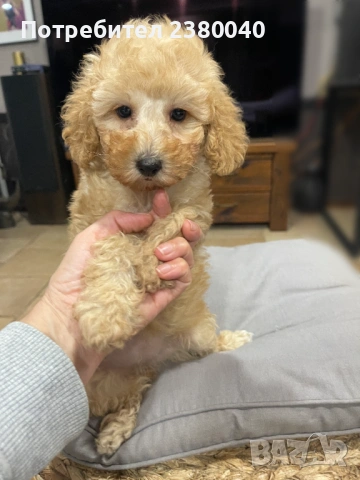 Мини пудели, женски, снимка 9 - Пудели - 53940833